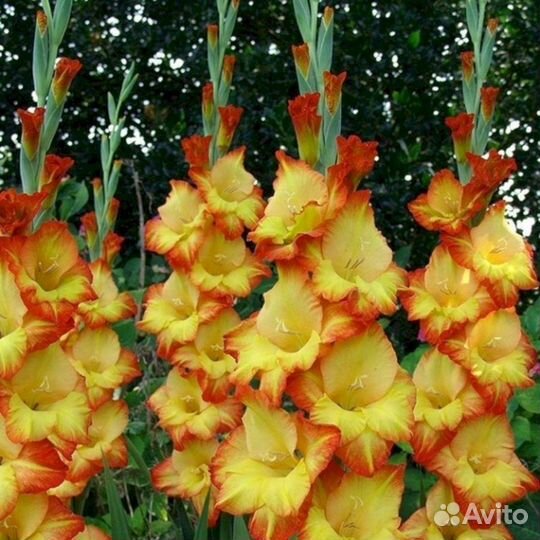 Гладиолусы Алана