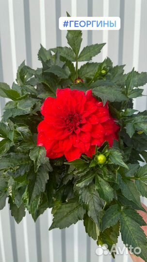 Георгины укорененные черенки