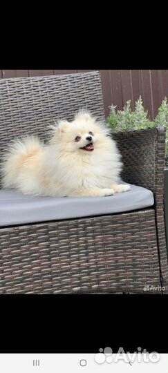 Шпиц РКФ вязка