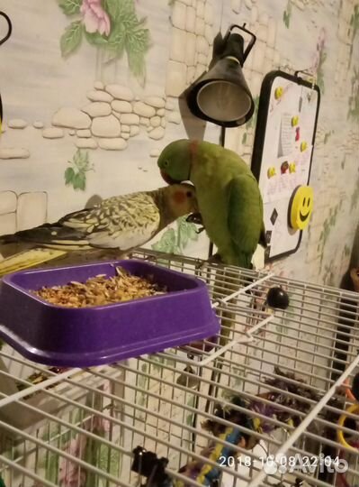 Передержка птиц