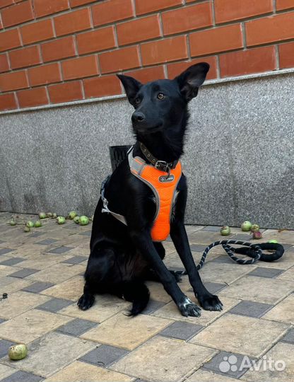 Щенок в добрые руки отдам бесплатно