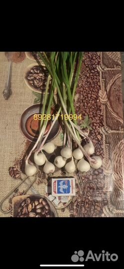 Однозубка Любаша