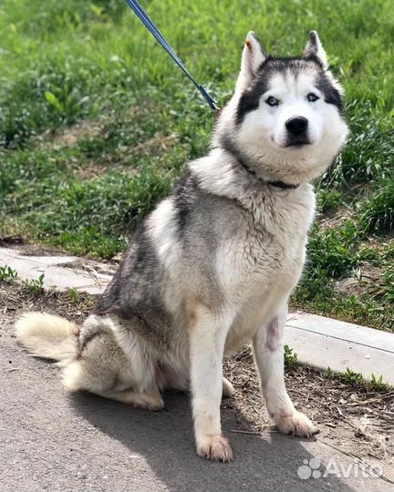 Хаски в добрые руки