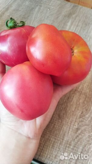 Огурцы, помидора домашние