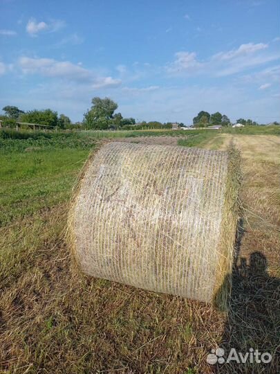 Продам сено в рулонах