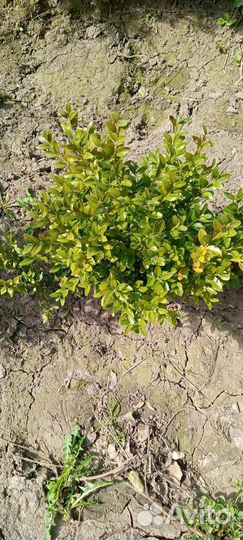 Хвойные растения