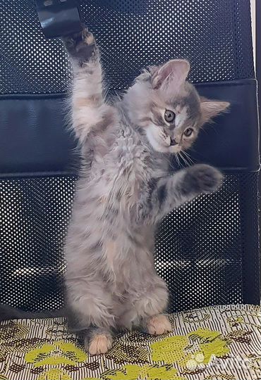 Котята в дар