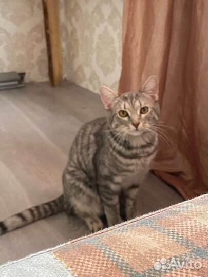 Кот в добрые руки