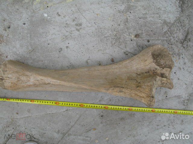 Мамонт, плечевая кость