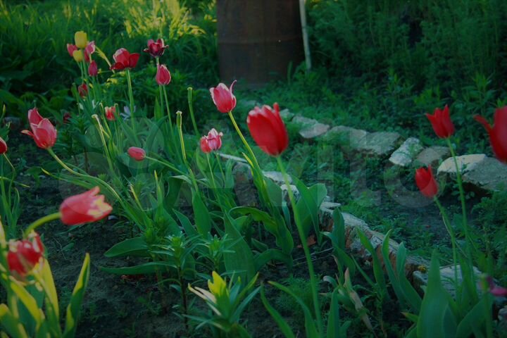 Дом 60 м² на участке 40 сот.