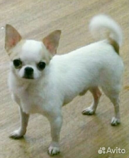 Приглашаем Чихуахуа на вязку, кабель до 2кг