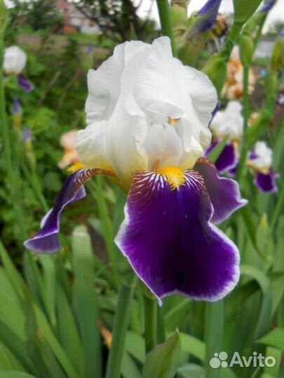 Ирисы Вабаш