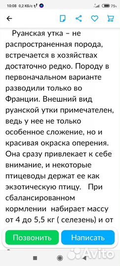 Руанскии утята