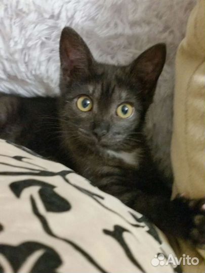 Кошечка в добрые руки