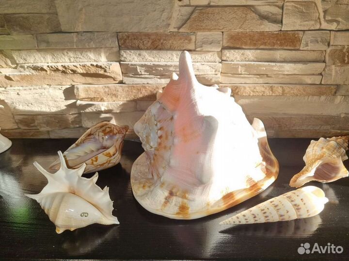 Морские ракушки раковины