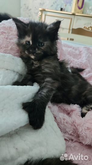 Котята мейн-кун