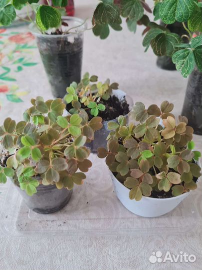 Сортовой Мартианский оксалис- Кислица