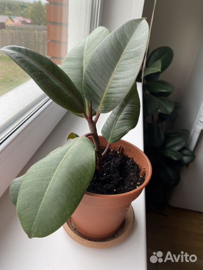 Фикус, пуансеттия, замиокулькас