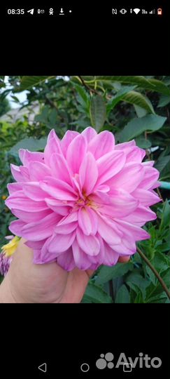 Георгины корни большие