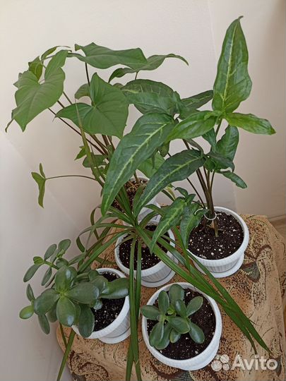 Комнатные цветы