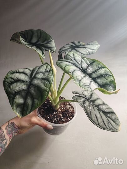 Алоказия сильвер дракон