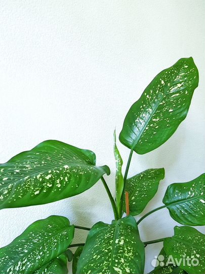 Диффенбахия(130 см), фикус (105 см)