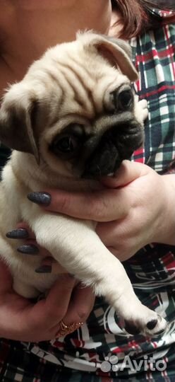Щенки мопса
