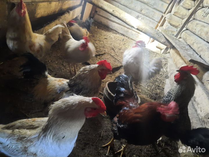 Петушки-куры