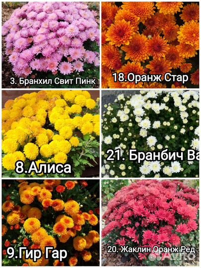 Хризантемы мультифлора