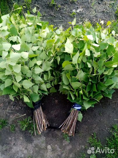 Веники для бани