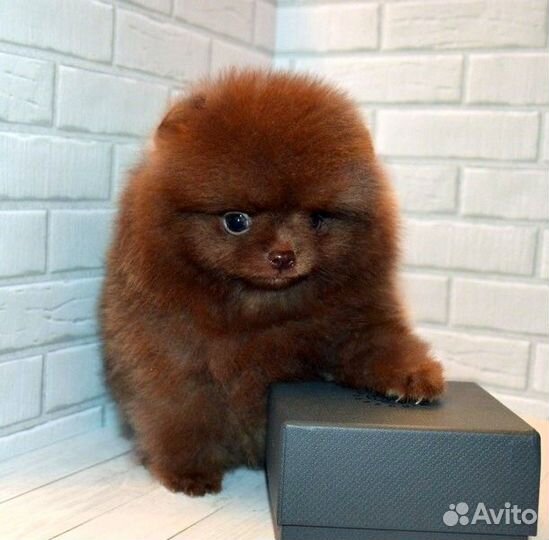 Померанский шпиц,кукольные медвежата с докум. РКФ