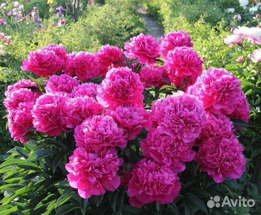 Корни Пионов