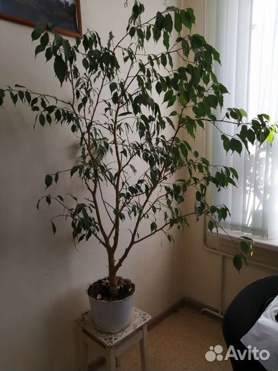 Фикус бенджамина большой