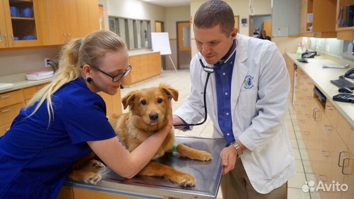 Ветеринар врач на дом Красногорск
