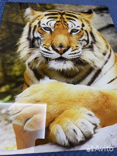Картина на стекле тигр 40x50