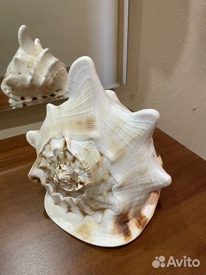 Ракушка морская большая