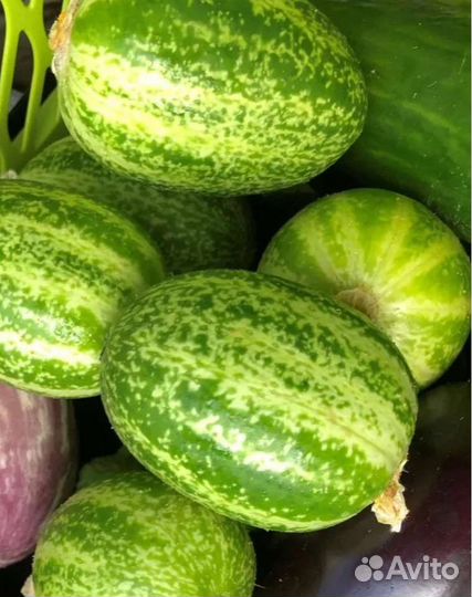 Огурчики Чупа Чупс семена