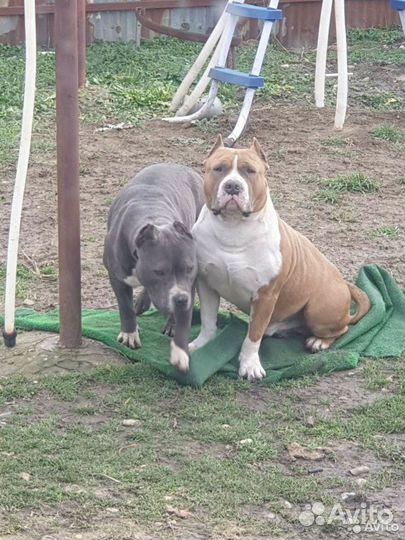 Стаффордширский терьер щенки щенок