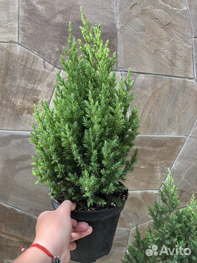 Можжевельник стрикта