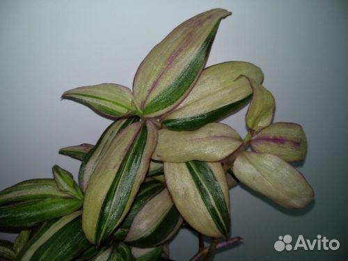 Сортовые традесканции