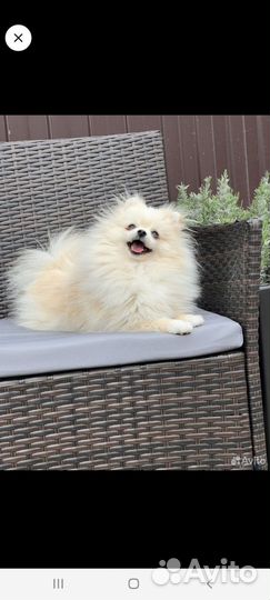 Шпиц РКФ вязка