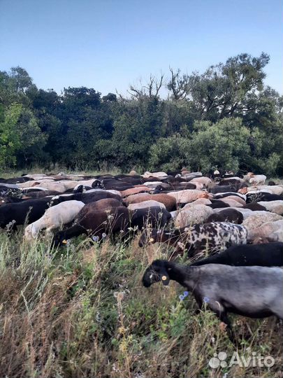 Овцы курдючные
