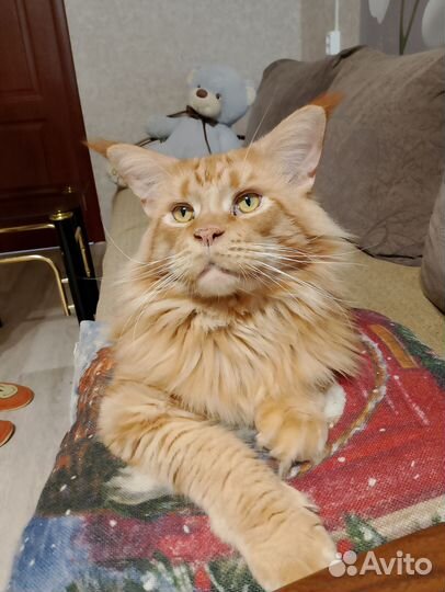 Кот мейн-кун