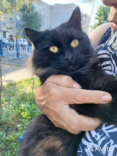 Черный кот Бегемот