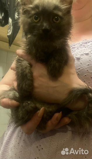 Котята в добрые руки бесплатно мальчик