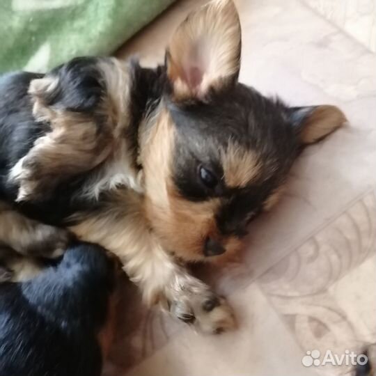 Продам щенков Йорков