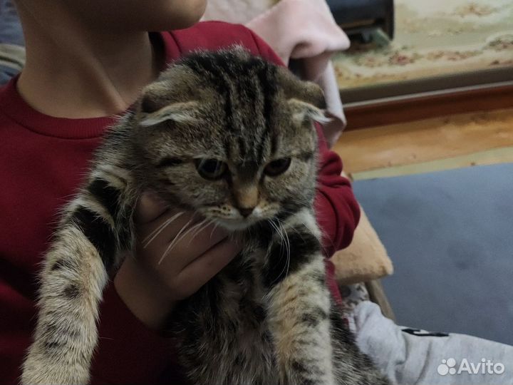 Котенок ищет хозяина