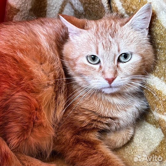 Нужен дом кошке