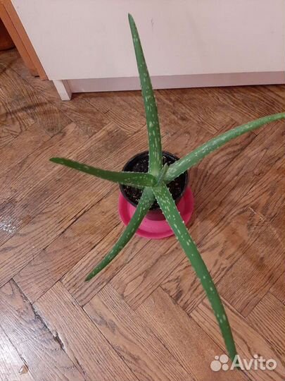 Алоэ-вера Барбаденсис