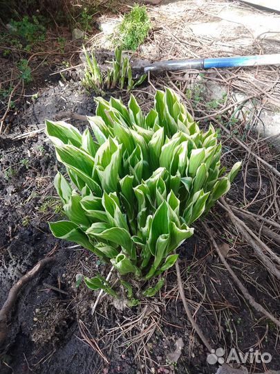 Хоста два вида и камушки